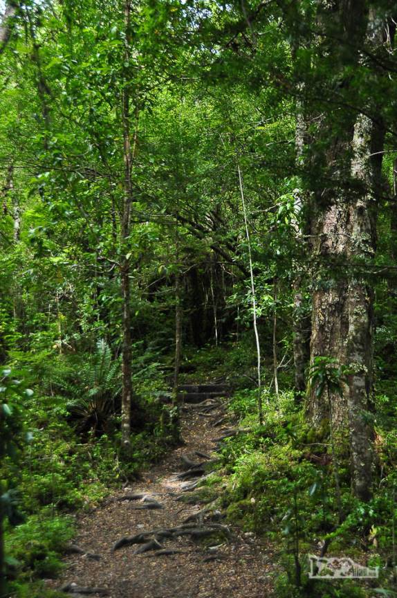 Caminho através de um bosque no Valle Los Exploradores que nos leva ao mirante da geleira que dá nome à região, perto da Carretera Austral, região de Puerto Rio Tranquilo, no sul do Chile